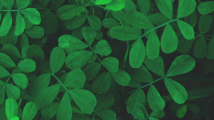 Networks and the Nature of the Firm
